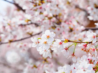 満開のソメイヨシノ