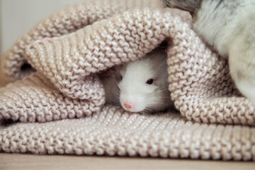 Our little pet white chinchilla peeks out from under a soft knitted blanket
