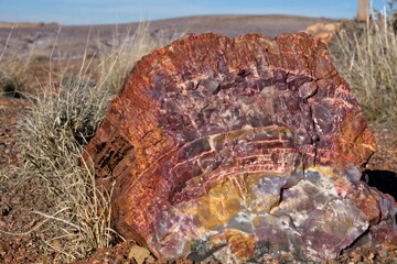 Petrified tree in Petrified Forest National Park in Arizona USA