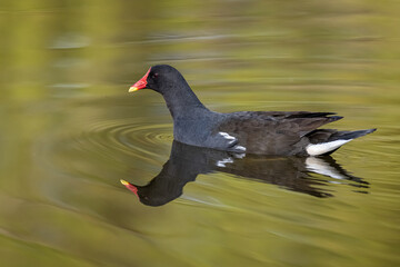 A close up of a moorhen, Gallinula chloropus, as it swims from right to left and is perfectly reflected in the water