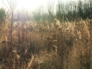 The beginning of the spring in the field on a sunny day. Beige color. Selective focus.