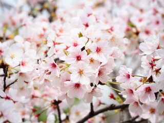 Fototapeta premium 満開のヒガンザクラ