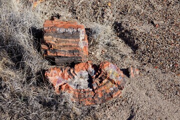 Petrified tree in Petrified Forest National Park in Arizona USA