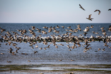 Flock of ducks flying over the bay.