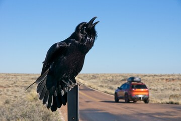 Raven on sign in Petrified Forest National Park in Arizona USA