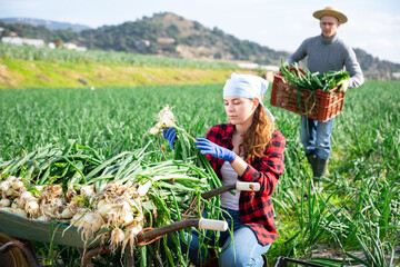 Portrait of young female farmer gathering in crops of green onions on family farm field on sunny...