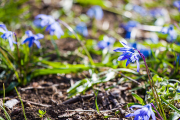 Glory of the snow flower, Chinodoxa lucille, blue flower blooming macro and close-up during the springtime