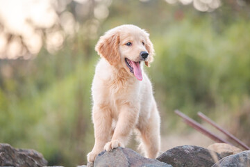 golden retriever dog