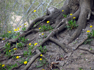 roots of tree