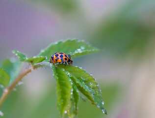 ladybug on a leaf with water drops