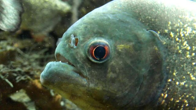 Piranhas swim slowly in the aquarium