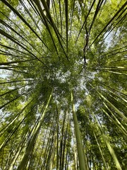Obraz na płótnie Canvas Foresta di bambù