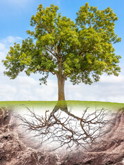 Arbre avec système racinaire visible 