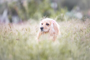 golden retriever in the grass