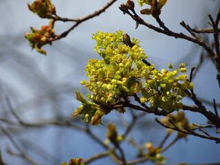 yellow flowers on a tree