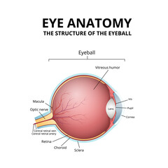 human eye structure, scheme medical diagram eyeball