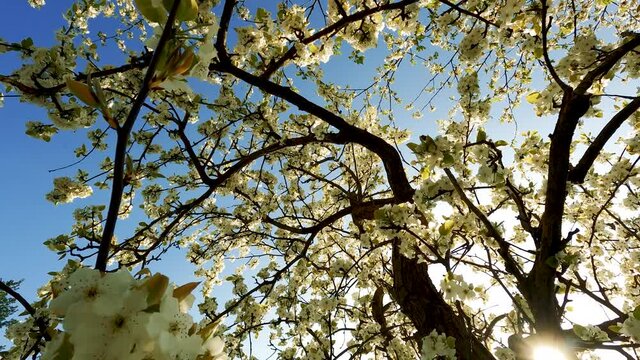 Tree with White Flowers and Bees