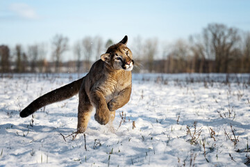 American cougar running on a snowy meadow