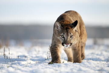 American cougar running on a snowy meadow © Martin