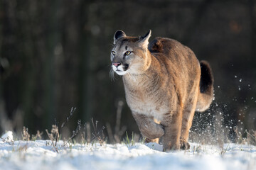 American cougar running on a snowy meadow