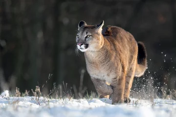 Fototapeten American cougar running on a snowy meadow © Martin