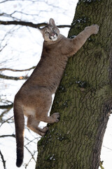 American cougar climbs a tree in the woods