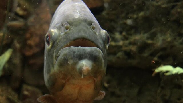 Piranhas swim slowly in the aquarium