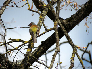 yellow billed hornbill