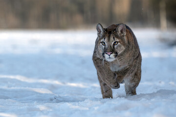 American cougar running on a snowy meadow