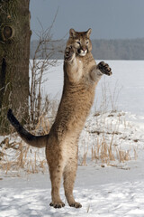 American cougar running on a snowy meadow