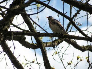 blackbird on branch