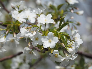 満開の桜
