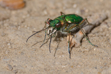 Green tiger beetle (Cicindela campestris)