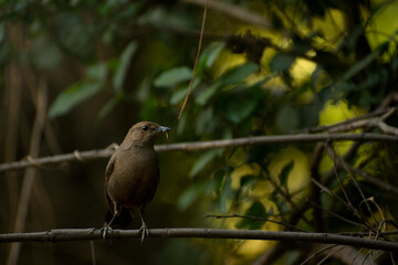 brown bird sitting on branch with beautifull background