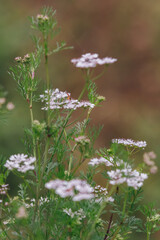 white butterfly on a flower