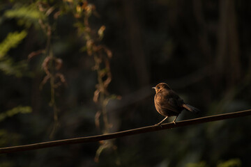 brown bird sitting on branch with beautifull background