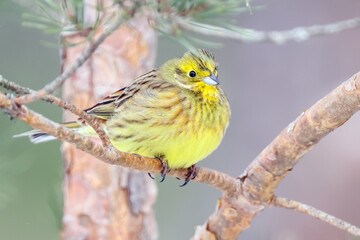 Yellowhammer