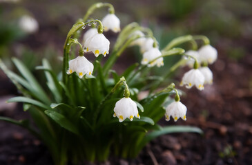 White flowers Leucojum in dew drops after rain. Reflection in dew drops. Abstract blurred natural...