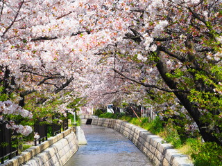 桜が満開の玉串川
