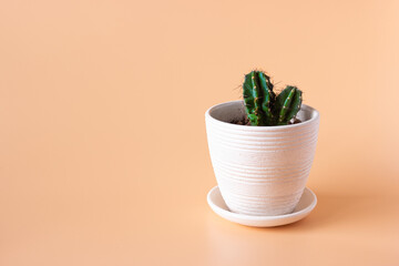 Cactus in a pot on a beige background. Indoor plants