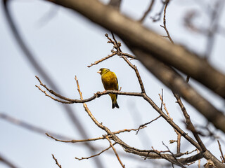 grey-capped oriental greenfinch in a tree 4