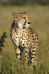 The cheetah (Acinonyx jubatus) standing on a grassy termite.A beautiful spotted Arica cat crosses a termite mound.