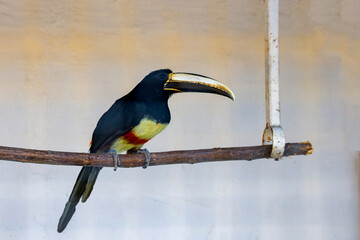 Close up profile of a Pale Mandibled Aracari, Pteroglossus Erythropygius