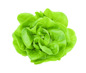 Lettuce leaves isolated on white background