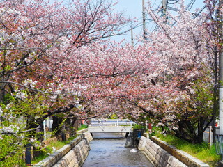 桜が満開の玉串川