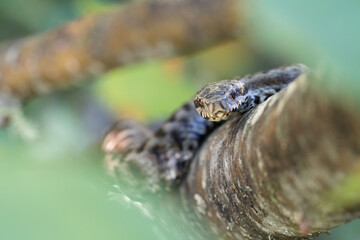 Vipera seoanei is a venomous viper species endemic to the northern regions of Spain
