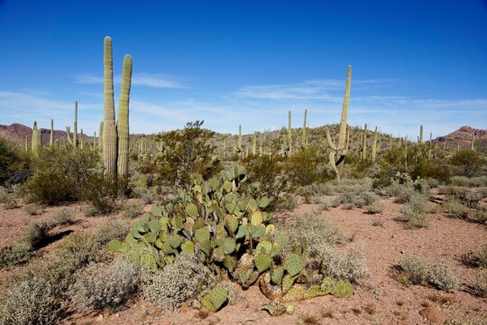 Engelmann's Prickly Pear (Opunita engelmannii) in Organ Pipe Cactus National Monument in Arizona USA