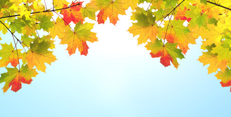 Maple leaves on sunny beautiful blue sky background