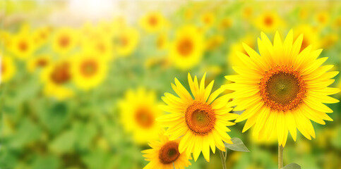 Sunflowers on blurred sunny background