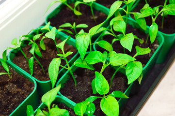 close-up - bell pepper seedlings in green small pots growing at home